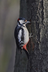Great spotted woodpecker (Dendrocopos major)