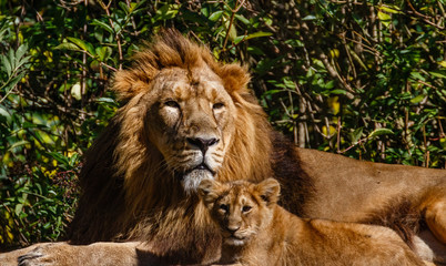 Obraz na płótnie Canvas Lion and cub