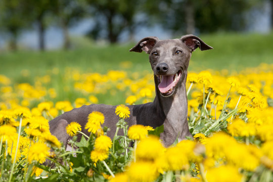 Portrait of nice italian greyhound