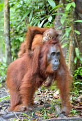 Mother orangutan and cub in a natural habitat. Bornean orangutan (Pongo  pygmaeus wurmmbii) in the wild nature. Rainforest of Island Borneo. Indonesia.