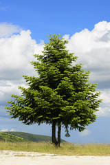 Obraz premium Picturesque tree in Marche Italy
