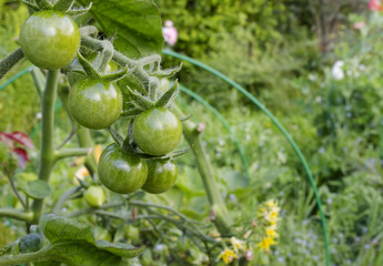 Sweet fresh tasty organic green, yellow cherry tomatoes and flowers, new harvest on the branch