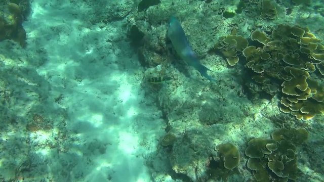 Tropical parrot fish