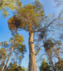 Obraz premium Bottom view of tall old trees i mixed deciduous-coniferous forest with pine in the foreground, Irpen, Ukraine