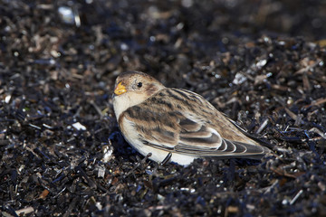 Snow bunting (Plectrophenax nivalis)