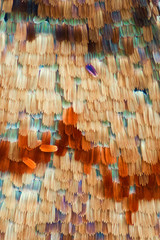 Extreme magnification - Butterfly wing scales, Vanessa Atalanta, 20x