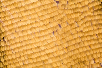 Extreme magnification - Butterfly wing scales, 20x