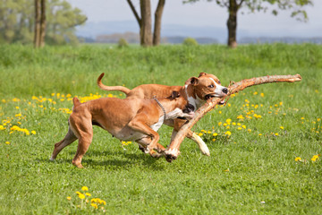 American staffordshire terrier and german boxer playing together