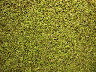 Grüne glatt geschnittene Hecke bei Sonnenschein in Oerlinghausen bei Bielefeld am Hermannsweg im...