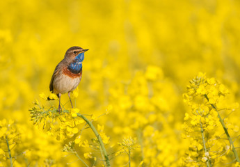 bluethroat sitting in a rape field