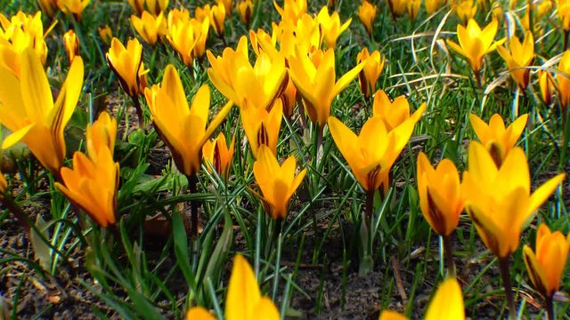 Beautiful spring crocuses and galanthus in the garden