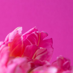 Pink blossom leaves on pink  background
