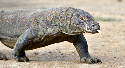 Obraz premium Komodo dragon ( Varanus komodoensis ) with the forked tongue 