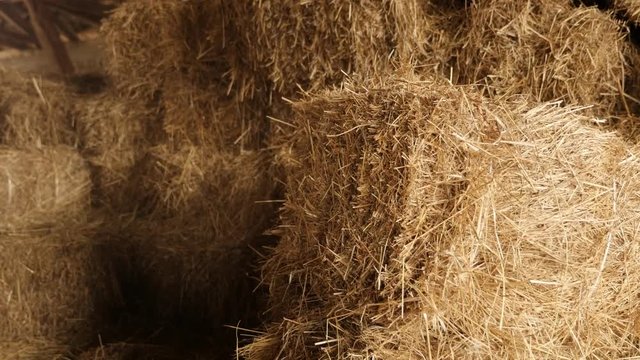 Stacks of baled hay in curing process 4K 2160p 30fps UltraHD tilting footage - Winter animal food rectangular bales in the barn close-up slow tilt 3840X2160 UHD video