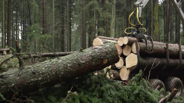 CLOSE UP Deforestation work and harvesting in spruce woodland in autumn. Logging truck with swingarm and claw loaded with delimbed tree trunks transporting the collected wood to lumber mill to be cut