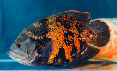 Astronotus ocellatus (Oscar fish) - the aquarium fish. Whose species naturally resides is In...