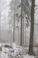 Winter forest in snow and fog