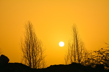 Fototapeta premium Sunrises and silhouette trees