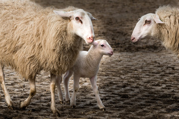 Obraz na płótnie Canvas Sheep with lamb