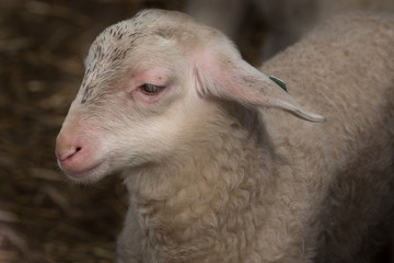 Portret of a lamb