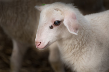 Lamb