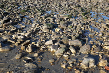 Galets sur la plage de sable mouillé