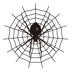 Obraz premium Spider