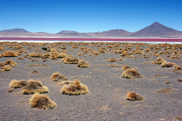 Colourful Laguna Colorada on the Altiplano high plateau, Bolivia