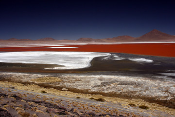 Flamingos at the colourful Laguna Colorada on the Altiplano high plateau, Bolivia