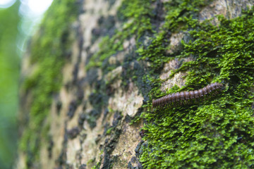 life in nature
