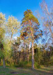 Fototapeta premium Tall old trees i mixed deciduous-coniferous forest with birch, pine, blooming lilacs in the foreground, Irpen, Ukraine. The edge of the forest in the evening sun.