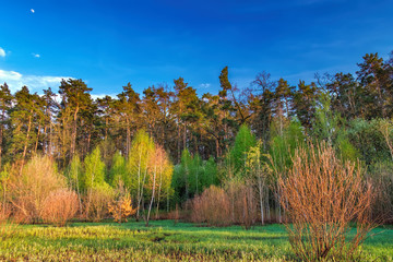 Obraz premium Mixed deciduous-coniferous forest landscape under evening sky with clouds in sunlight, Irpin, Ukraine. Green meadow with trail to forest with sun beam