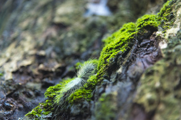 life in nature