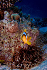 Fototapeta na wymiar Red Sea Clownfish