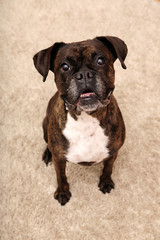 boxer, beauty, dog, canine, portrait, looking, friend,friendly, face, love, home, animal, brown, skin, 