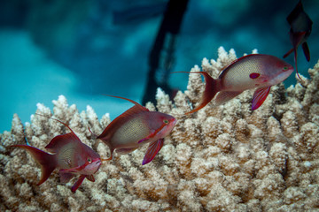 male lyretail coralfish