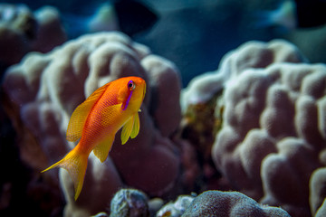 female lyretail coralfish