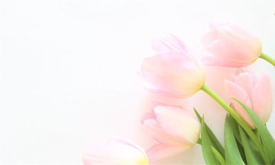 Bouquet of pink tulips. Blossom. Flowers