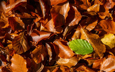 leafs in fall