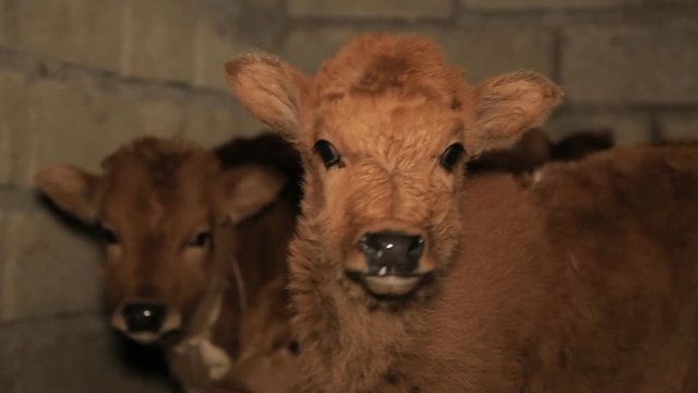 Small calf looks at the camera