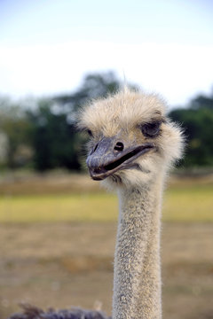 Ostrich at liberty in a French farm