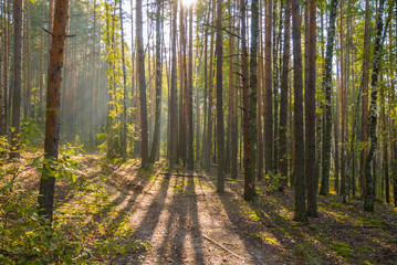 Bright autumn day in the forest with sun rays