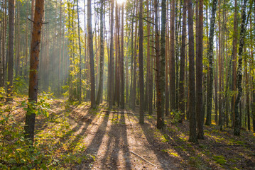 Fototapeta premium Bright autumn day in the forest with sun rays