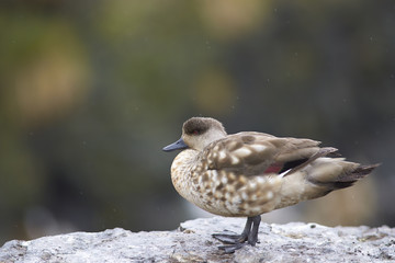 Crested Duck (Lophonetta specularioides specularioides) standing on the cliffs of Bleaker Island in the Falkland Islands.