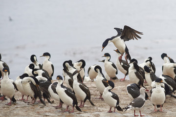 Naklejka premium Imperial Shag (Phalacrocorax atriceps albiventer) coming into land among a large group of birds on the coast of Bleaker Island on the Falkland Islands
