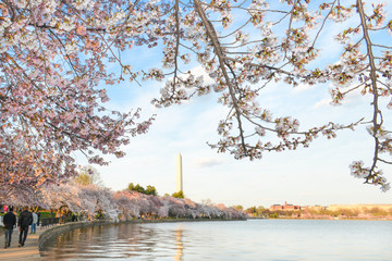 Washington DC in springtime - Cherry Blossom Festival at Tidal Basin