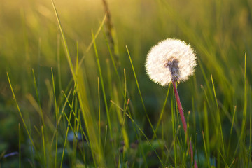 Dandelion in a meadow