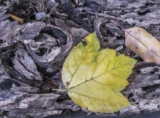 Autumn leaves in forest