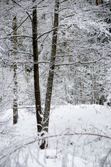 snowy winter forest in mist