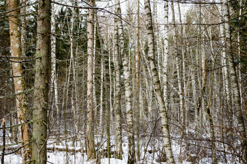 snowy winter forest in mist